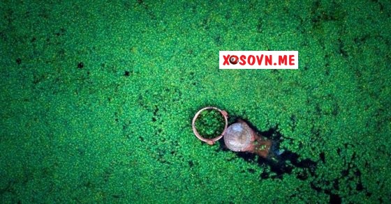 Mơ thấy lội ao vớt bèo - Chiêm bao thấy lội ao vớt bèo đánh con gì?