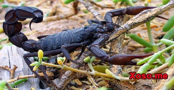 Mơ thấy bọ cạp - Mơ thấy bọ cạp đánh con gì?