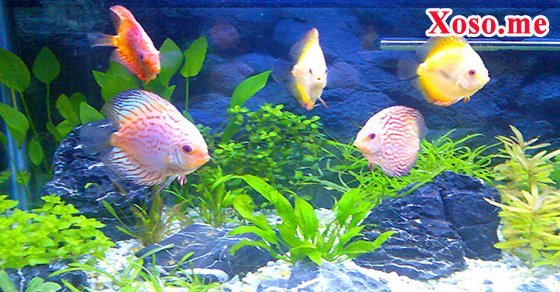 Mơ thấy cá cảnh – Chiêm bao thấy cá cảnh đánh con gì?