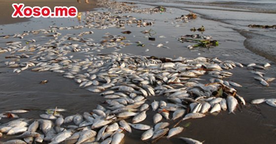 Mơ thấy cá chết - Chiêm bao thấy cá chết đánh con gì?