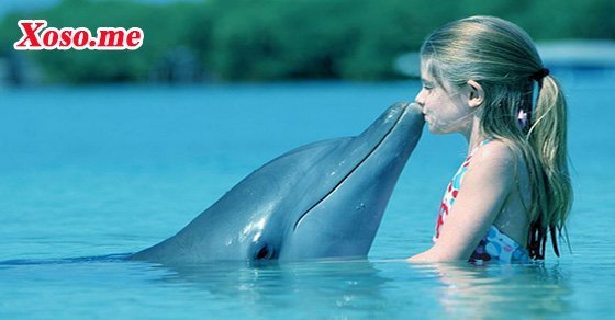 Mơ thấy cá heo – Chiêm bao thấy cá heo đánh con gì?
