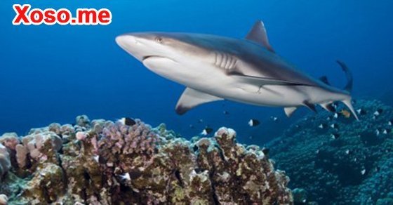 Mơ thấy cá mập đánh con gì - Chiêm bao thấy cá mập là điềm gì?