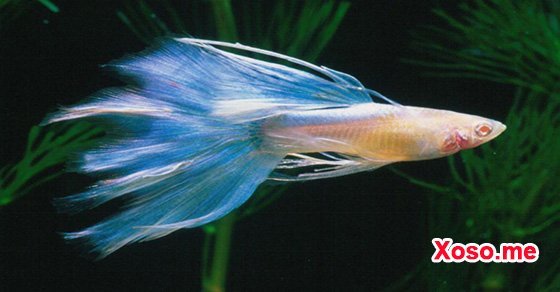 Mơ thấy cá mây chiều – Chiêm bao thấy cá mây chiều đánh con gì?