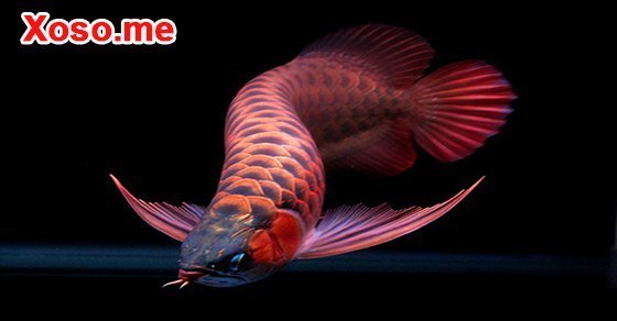 Mơ thấy cá rồng đánh con gì? - Chiêm bao thấy cá rồng báo điềm gì?