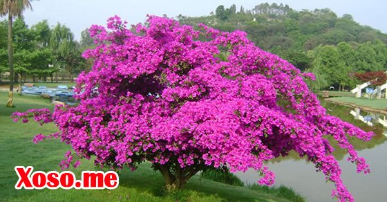 Nằm mơ thấy cây nở hoa đánh con gì? Chiêm bao thấy cây ra hoa báo điềm gì?