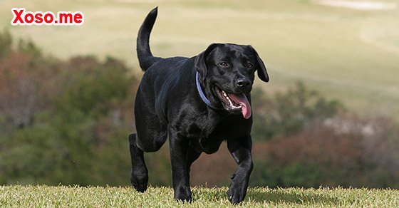 Mơ thấy chó đen – Chiêm bao thấy chó đen đánh con gì?