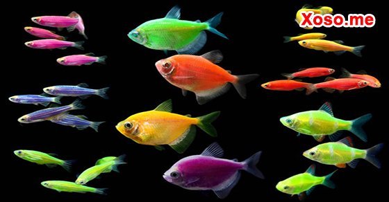 Mơ thấy con cá con - Chiêm bao thấy con cá con đánh con gì?