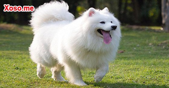 Mơ thấy con chó – Chiêm bao thấy con chó đánh con gì?