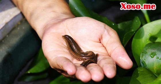 Mơ thấy con đỉa – Chiêm bao thấy con đỉa đánh con gì?