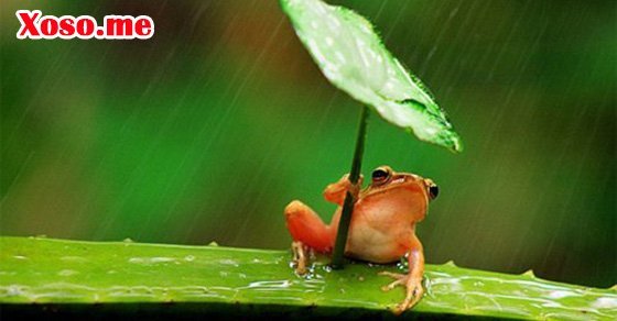 Mơ thấy con ếch con – Chiêm bao thấy con ếch con đánh con gì?