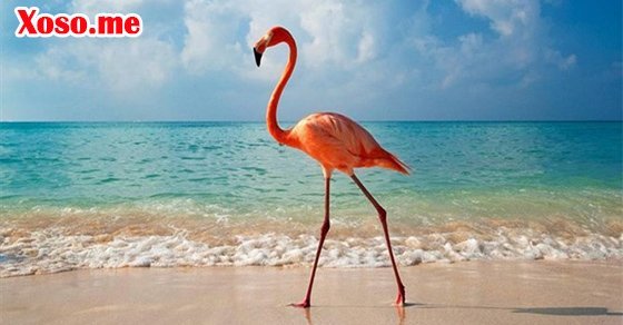 Mơ thấy con hạc – Chiêm bao thấy con hạc đánh con gì?