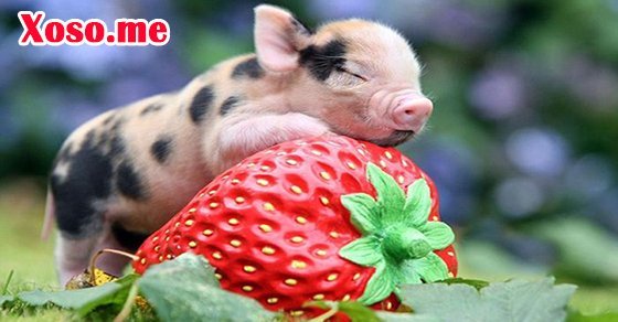 Mơ thấy con lợn – Chiêm bao thấy con lợn đánh con gì?