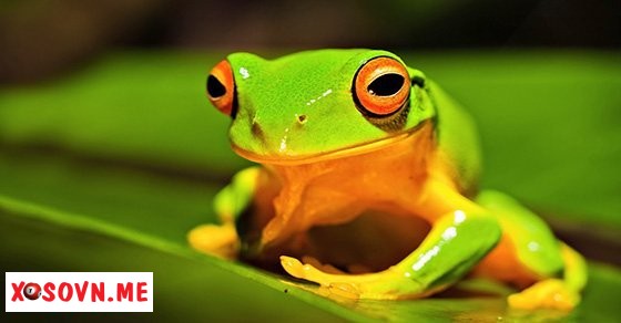 Mơ thấy con nhái – Chiêm bao thấy con nhái đánh con gì?