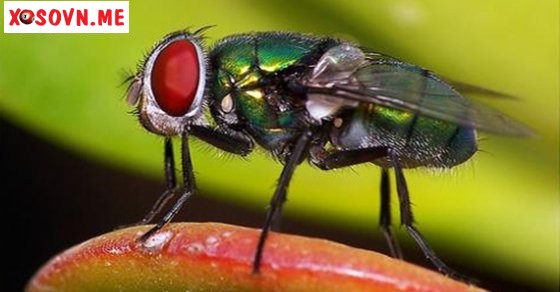 Mơ thấy con nhặng – Chiêm bao thấy con nhặng đánh con gì?