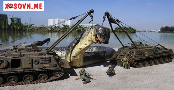 Mơ thấy rắn khổng lồ - Chiêm bao thấy rắn khổng lồ đánh con gì?