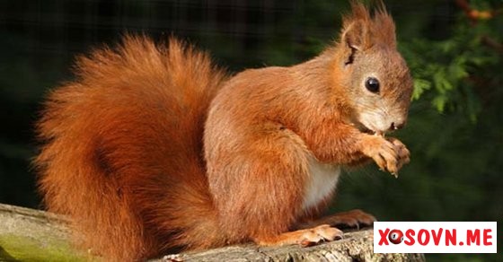 Mơ thấy con sóc – Chiêm bao thấy con sóc đánh con gì?