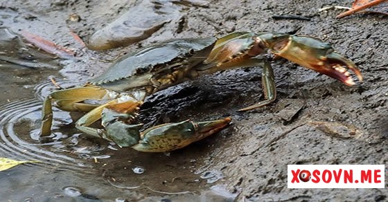 Mơ thấy cua - Chiêm bao thấy cua đánh con gì?