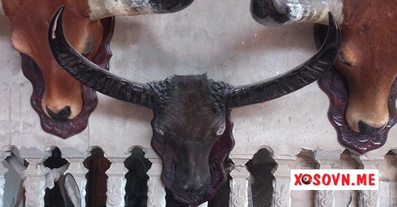 Mơ thấy đầu trâu – Chiêm bao thấy đầu trâu đánh con gì?