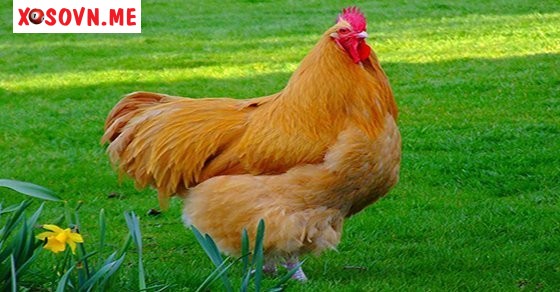 Mơ thấy gà điềm gì - Chiêm bao thấy gà đánh con gì?