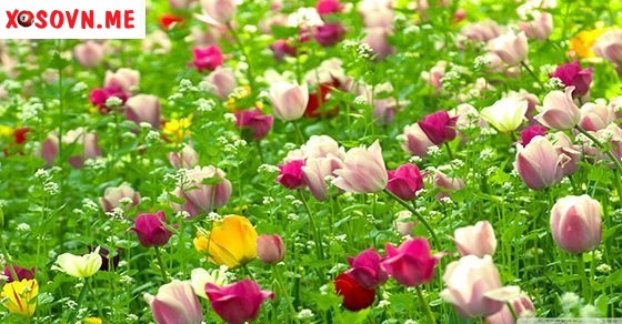 Nằm mơ thấy hoa đánh con gì? - Chiêm bao thấy hoa báo điềm gì?	