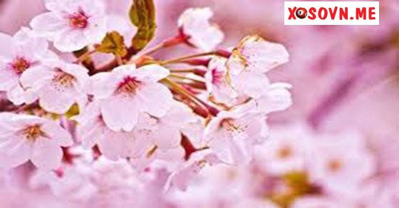 Mơ thấy hoa đào nở - Chiêm bao thấy hoa đào nở rộ đánh con gì?