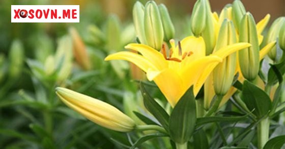 Mơ thấy hoa ly nở - Chiêm bao thấy hoa ly nở rộ đánh con gì?