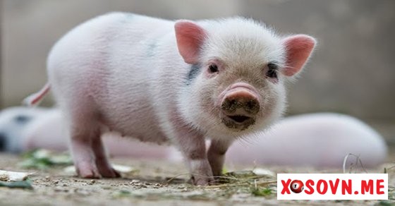 Mơ thấy lợn trắng – Chiêm bao thấy lợn trắng đánh con gì?