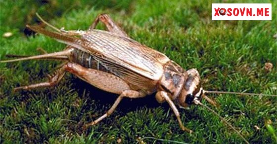 Mơ thấy lửa đốt dế mèn – Chiêm bao thấy lửa đốt dế mèn đánh con gì?