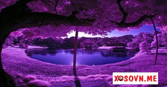 Mơ thấy màu tím – Chiêm bao thấy màu tím đánh con gì?