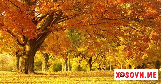 Mơ thấy màu vàng – Chiêm bao thấy màu vàng đánh con gì?