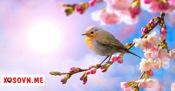 Mơ thấy mùa xuân – Chiêm bao thấy mùa xuân đánh con gì?