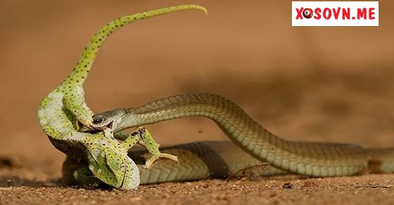 Mơ thấy rắn đuổi – Chiêm bao thấy rắn đuổi đánh con gì?