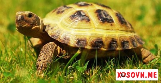 Mơ thấy rùa – Giải mộng chiêm bao thấy rùa đánh con gì?