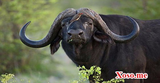 Mơ thấy trâu rừng – Chiêm bao thấy trâu rừng đánh con gì?