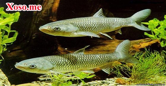 Mơ thấy cá trắm đánh con gì? - Chiêm bao thấy cá trắm là điềm gì?