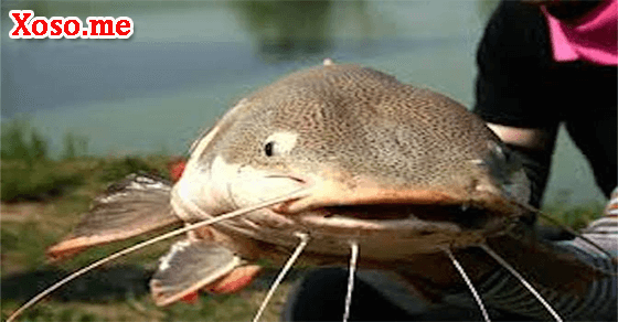 Giải mã giấc mơ thấy cá trê? Số đề con cá trê