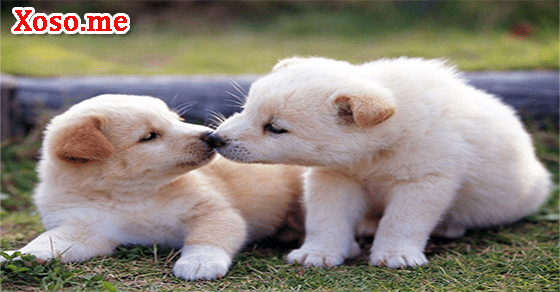 Điềm báo giấc mơ thấy con chó con