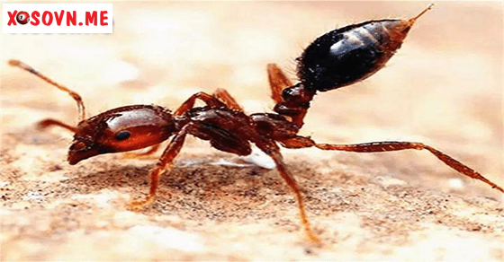 Ý nghĩa giấc mơ thấy kiến đốt