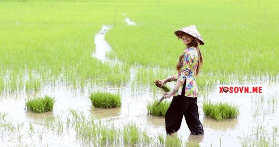 Chiêm bao thấy lội ruộng được xem là điềm lành