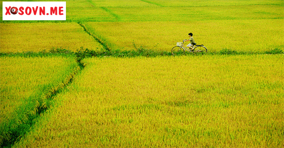 Công việc suôn sẻ với giấc mơ thấy thóc vàng