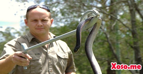 Mơ thấy bắt được rắn