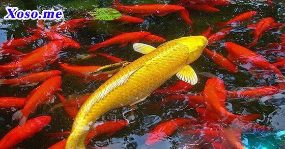 Nằm mơ thấy cá chép báo hiệu gia chủ phát tài