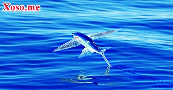 Chiêm bao thấy cá chuồn đánh con gì?