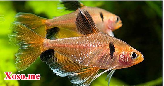 Mơ thấy cá thường