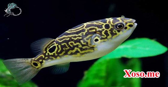 Mơ thấy cá to nhỏ