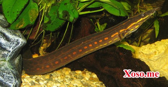 Mơ thấy cá trạch