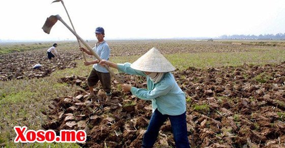 Ngủ mơ thấy cuốc điềm báo gì?