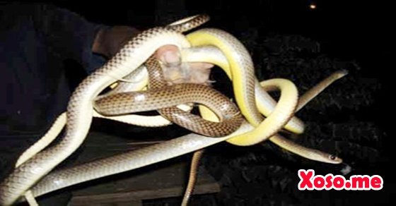 Mơ thấy câu được rắn