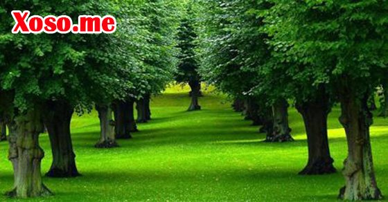 Giải mã nằm mơ thấy cây không hoa