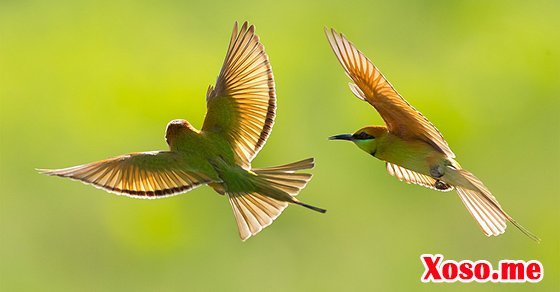 Mơ thấy đôi chim bay là điềm báo hạnh phúc